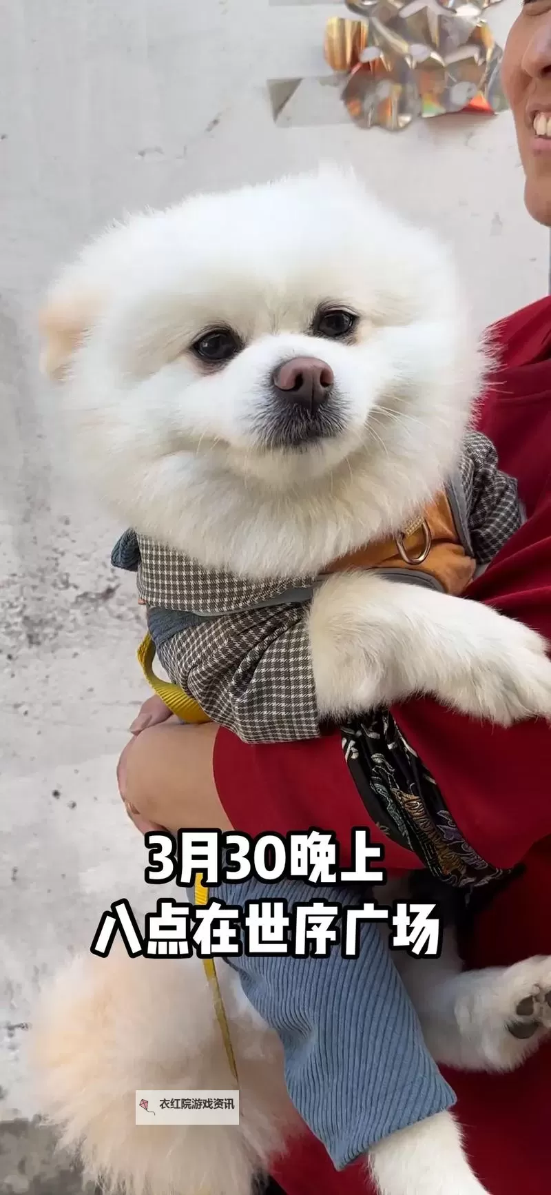 探索热门人狗小视频国外网站推荐与在线观看指南图1