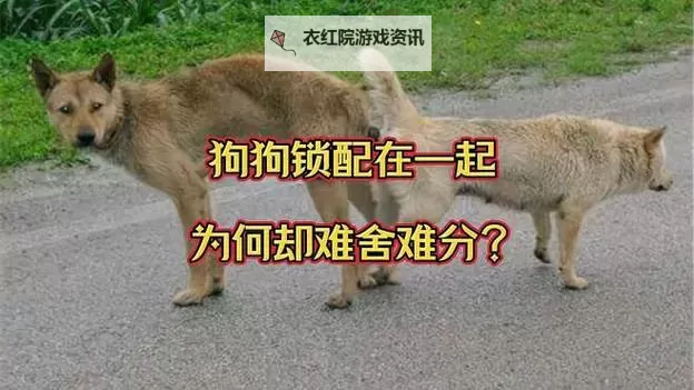 温馨瞬间：人跟狗锁一起的照片视频感动全场图1