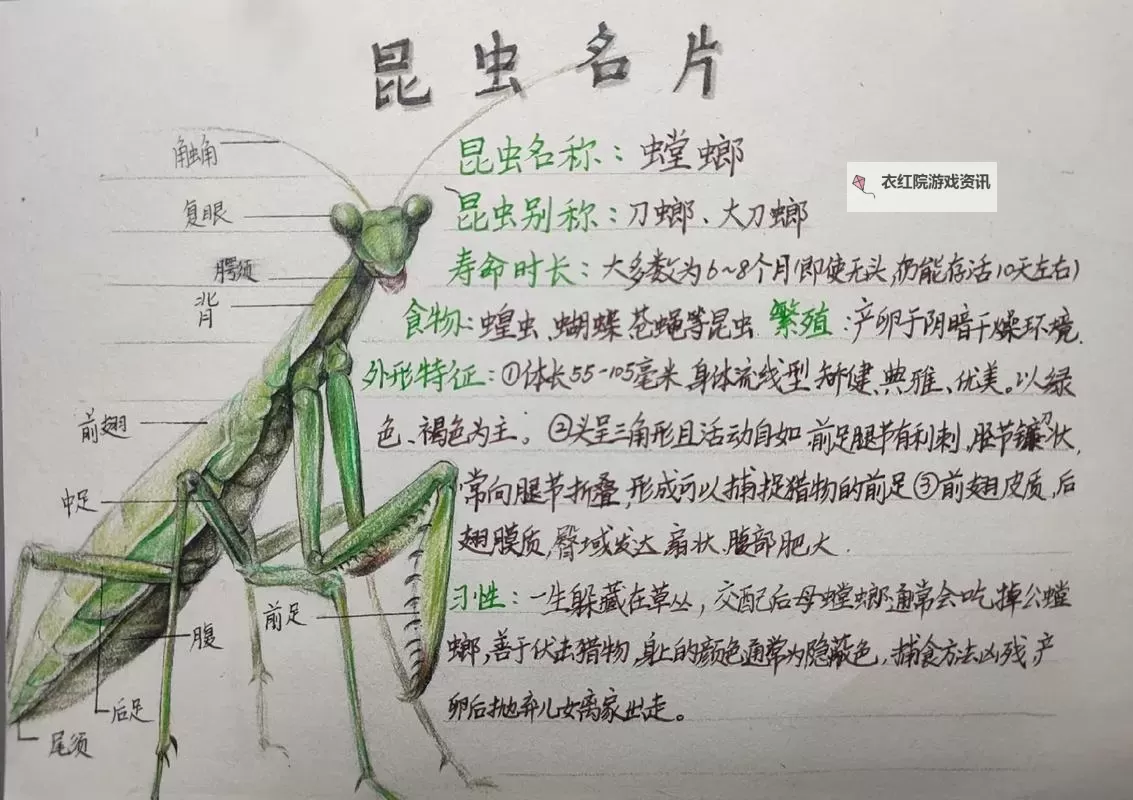 螳螂可以出法装吗：揭秘昆虫的神秘魔法潜能图1