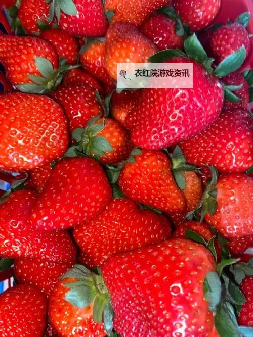 草莓直播色版：全新体验尽在其中图1