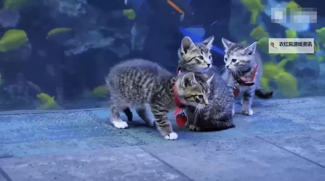 探索乐趣无限:成人猫咪app带你畅享猫咪世界图1