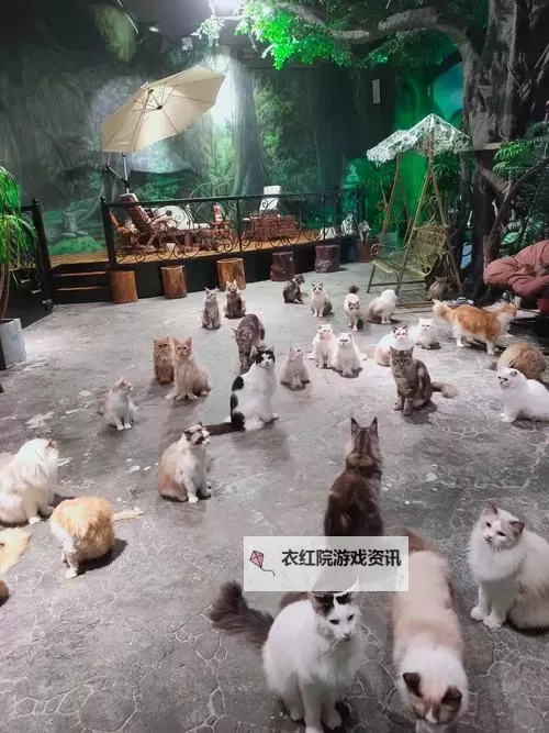 探索温馨时光：猫咪成人社区的精彩生活与互动体验图1