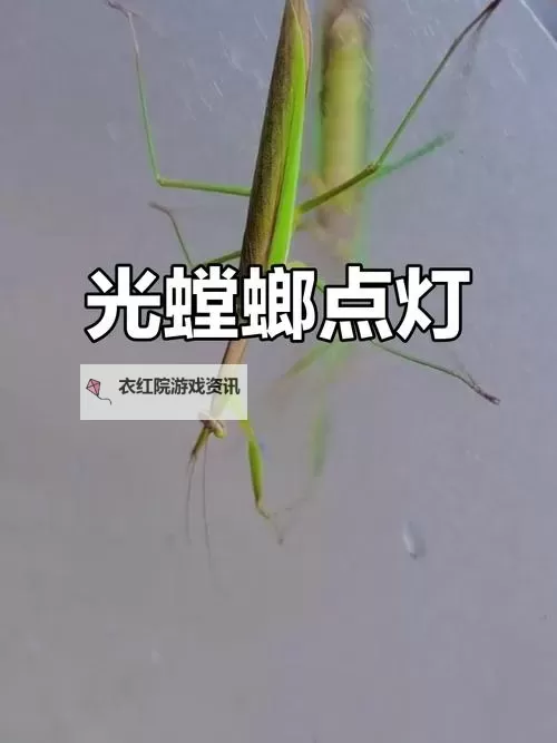 探索未来之光:螳螂天赋2023引领新纪元图1