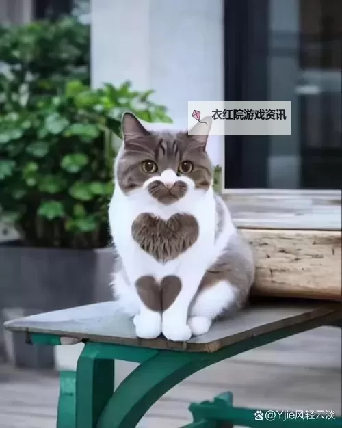 探索有色猫网站：多彩猫咪世界的精彩体验图1