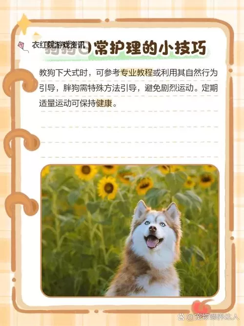 怎样引导狗狗进入自己：有效的方法与技巧图1