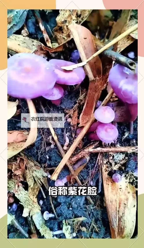 紫黑蘑菇横冲直撞引发红肿JH的奇异事件图1