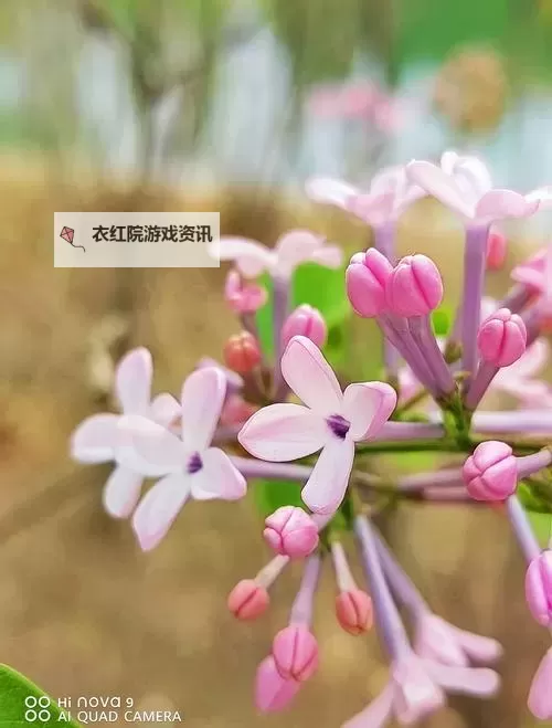 丁香婷婷五月丁香:春日里的柔情诗篇图1