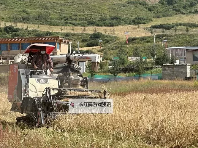 青稞直播：带你走进高原的丰收盛景图1