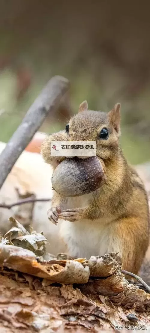 探索精彩内容：恋夜影视在线观看免费免费在线观看指南图2