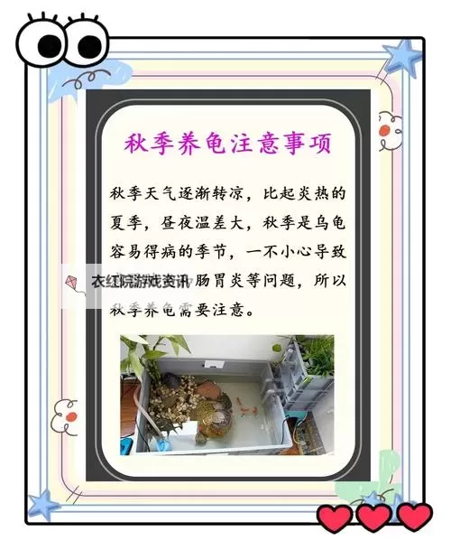 怎么提高龟灵敏度的方法：实用技巧与训练指南图1