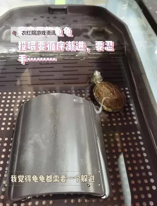 怎么提高龟灵敏度的方法：实用技巧与训练指南图2