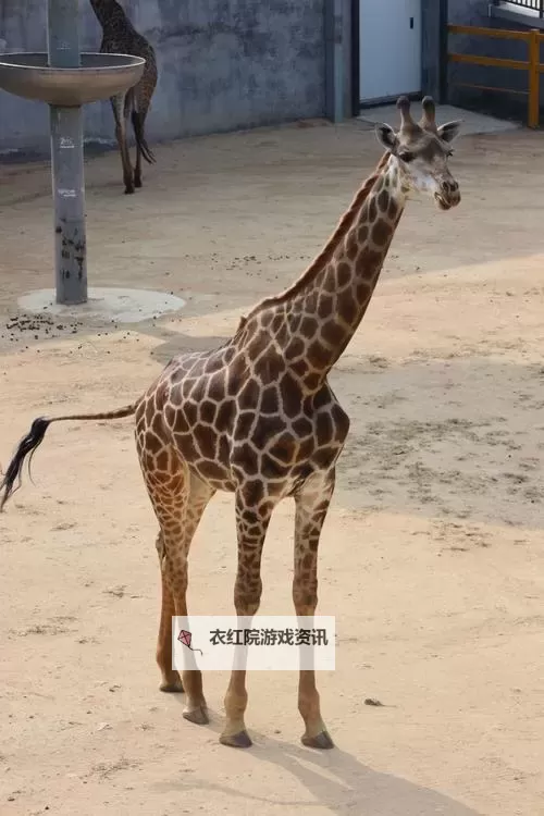 探索精彩内容：恋夜影视在线观看免费免费在线观看指南图1