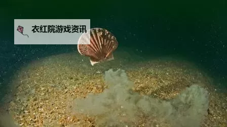 在桌子底下吃你的扇贝:隐藏的秘密与意外的发现图1