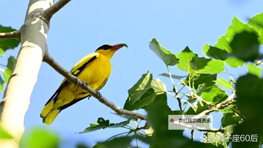 畅感萌宠家族双开挂机软件推荐  怎么双开畅感萌宠家族详细图文教程图1