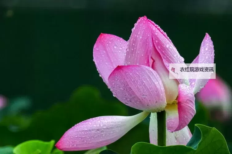 醉美的夏天：那片湛蓝如诗的时光图1