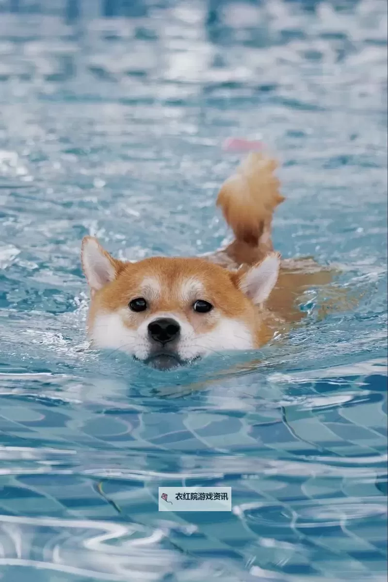 夏日必看！精彩纷呈的泳装搞笑图盘点图1