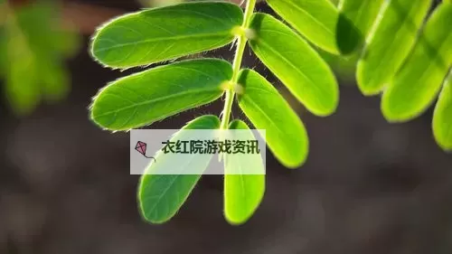 男人的天堂官网含羞草：探索隐藏的激情与魅力图1