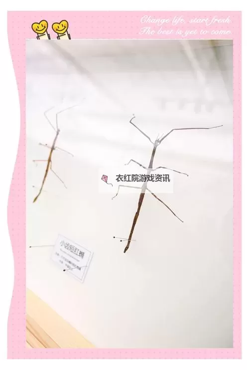 《动物森友会》竹节虫抓捕技巧 竹节虫怎么抓图1