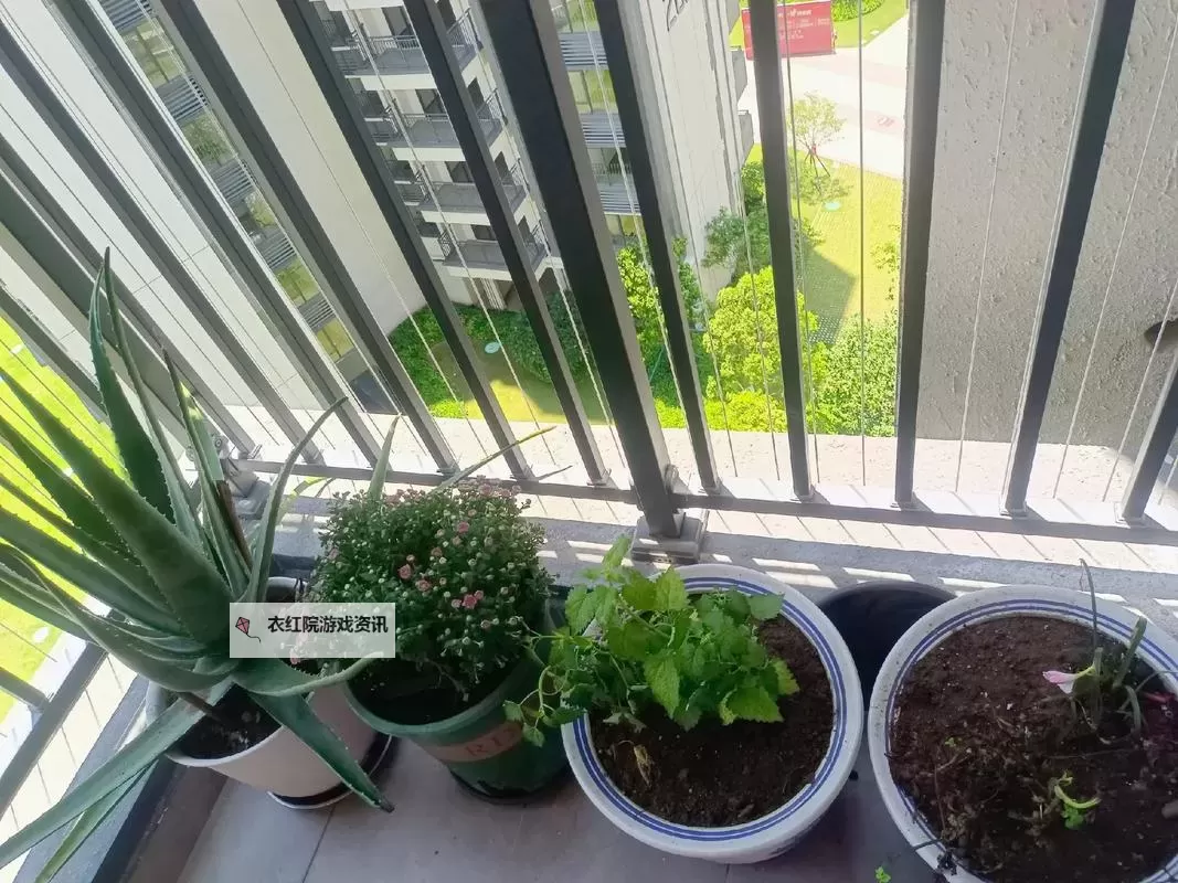 在阳台插的好深：我的绿色梦想与阳光生活图1