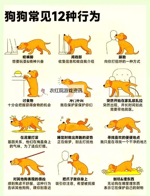 怎么让狗狗进入自己的房间门：实用技巧与方法分享图1