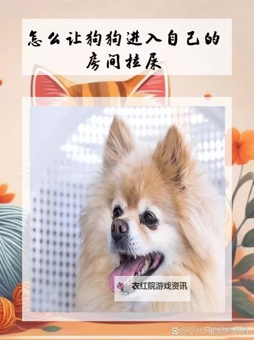 怎么让狗狗进入自己的房间门：实用技巧与方法分享图2