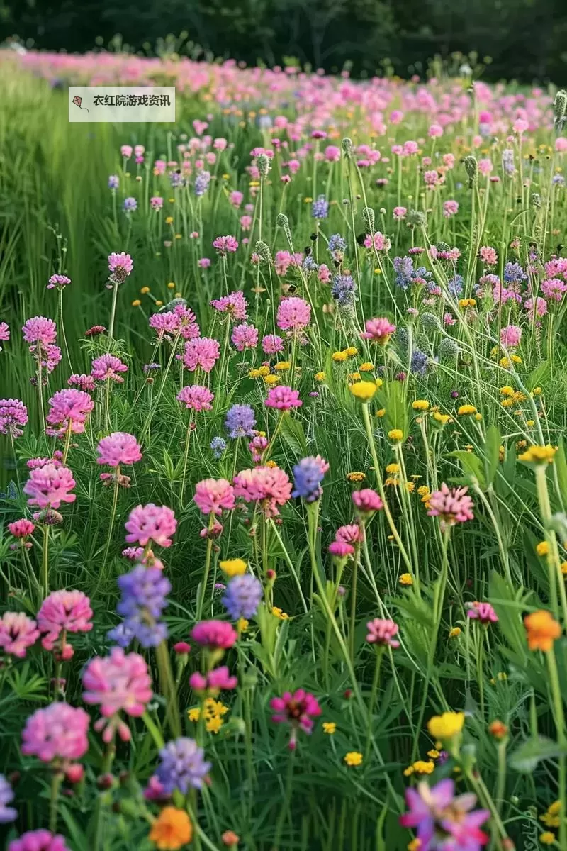 野花高清论坛：欣赏自然之美的最佳交流平台图1