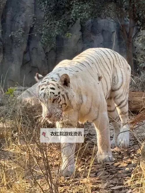 邪恶道大全彩色:揭示黑暗世界的多彩奥秘图1