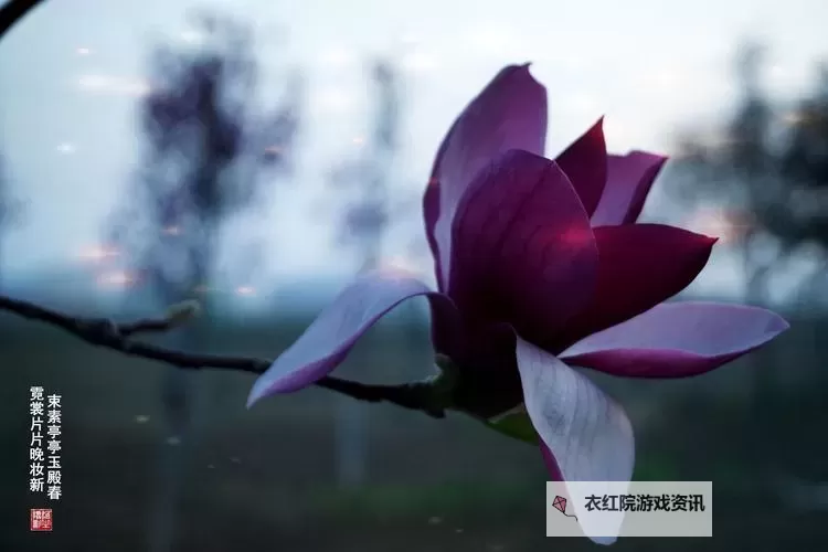 亭亭玉月丁香香 绽放性感美女的迷人风采图1