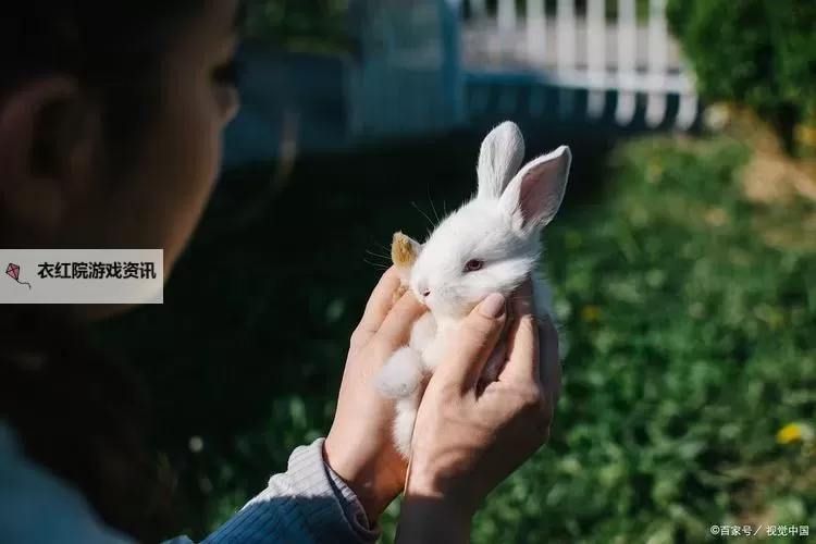 可爱疗愈时刻：自我安抚小兔兔视频带来温暖治愈图1