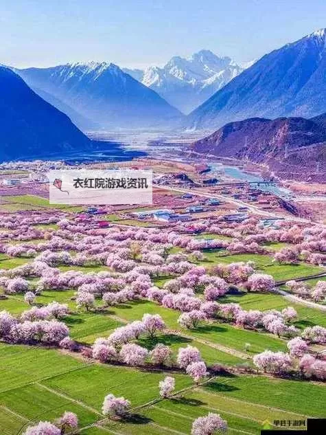 国色天香桃花朵:春日里的花中仙子图1