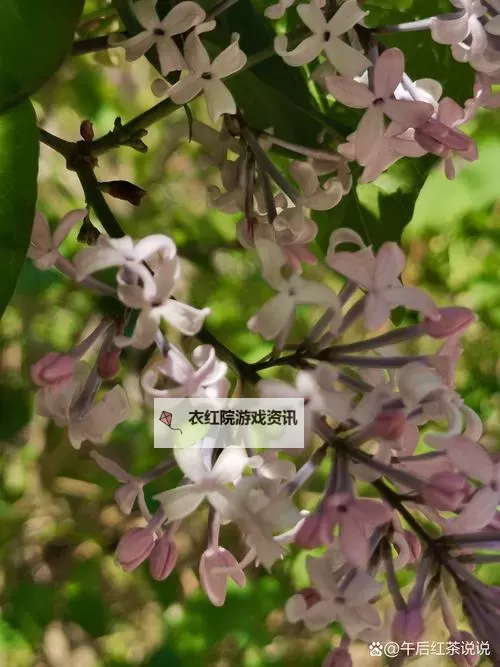 五月丁香丫久久：纯真岁月里的温暖记忆图1