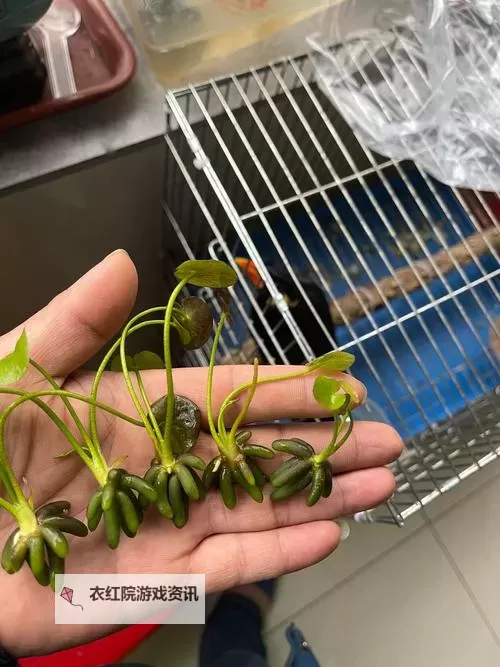 香蕉久草视频:探索多彩的视觉盛宴图1