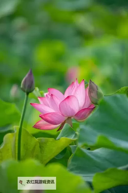 红花成人网：探索精彩生活的无限可能图1