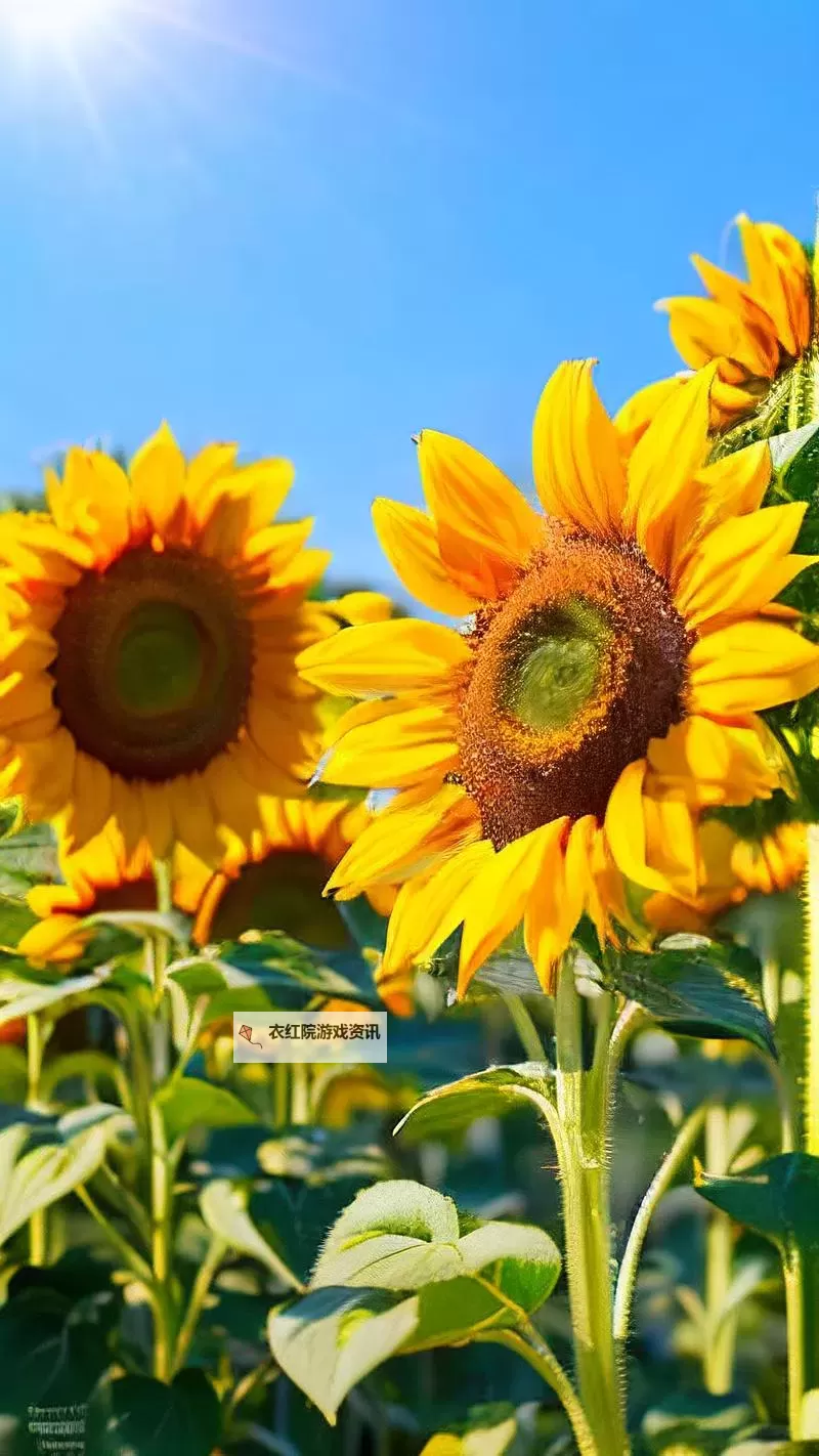 正能量照片无遮掩能放大：传递积极力量的视觉奇迹图1