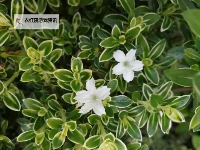 【最新福利】在线观看五月婷婷六月雪免费,尽享高清激情时刻图1