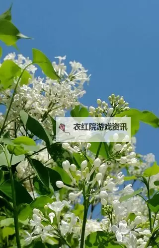 激情盛放：丁香五月 66896969带你领略青春的绚丽色彩图1