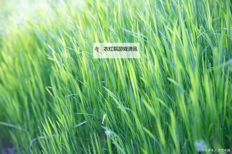 青春草国产：点亮青春的绿色希望图1