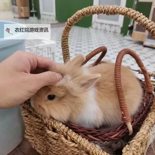 温馨疗愈：放松心情的自我安抚小兔兔视频图1