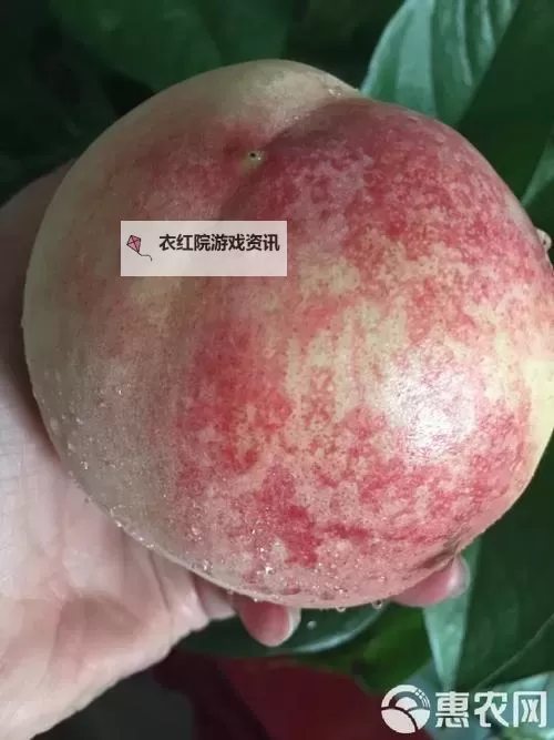 畅享清新滋味——水蜜桃蜜桃在线带你品味多汁甜蜜图1