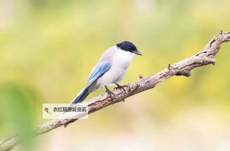 在线观看精彩：spy2 wc厕所全景展示与测评图1