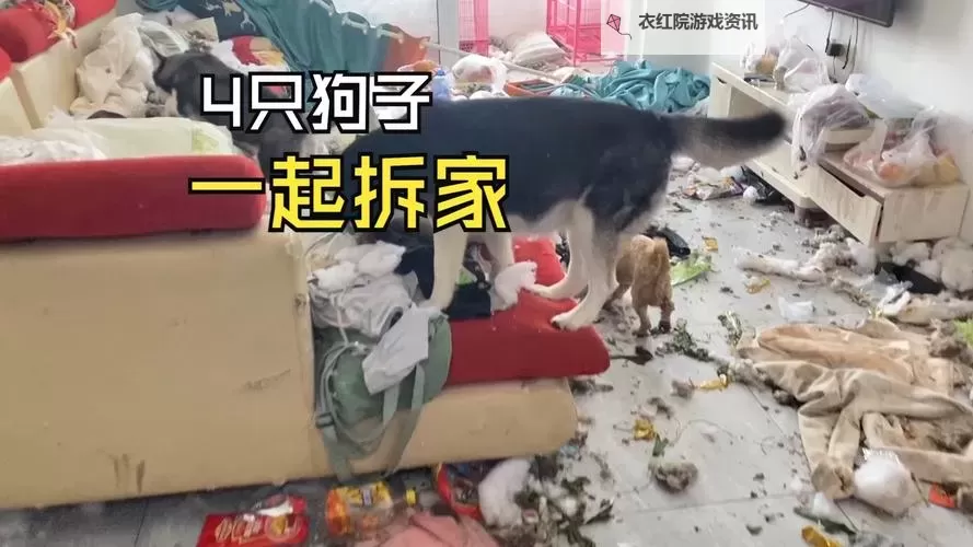 在破房子里与狗做的奇异冒险图2