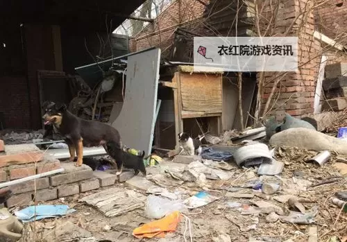 在破房子里与狗做的奇异冒险图1