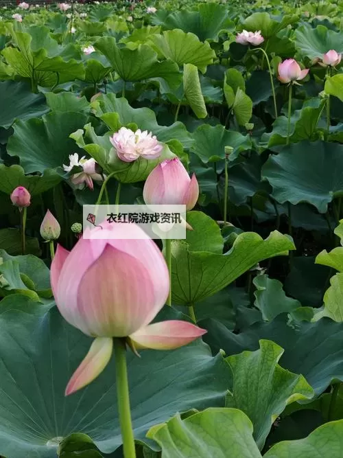 最新上线！免费看最近中文字幕免费MV视频，畅享高质量音乐与影视盛宴图1