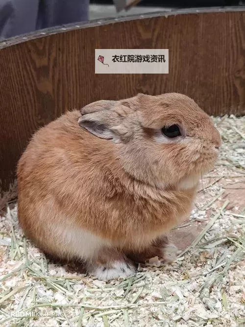 经典卡牌游戏推荐 经典卡牌游戏有哪些图1