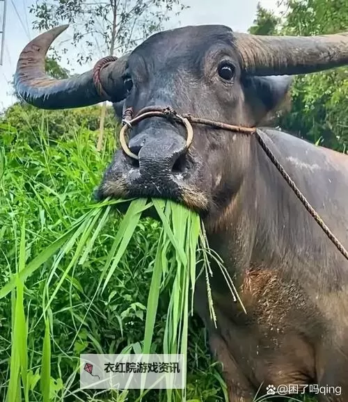 在线观看亚洲牛牛:畅享精彩牌局尽在指尖图1