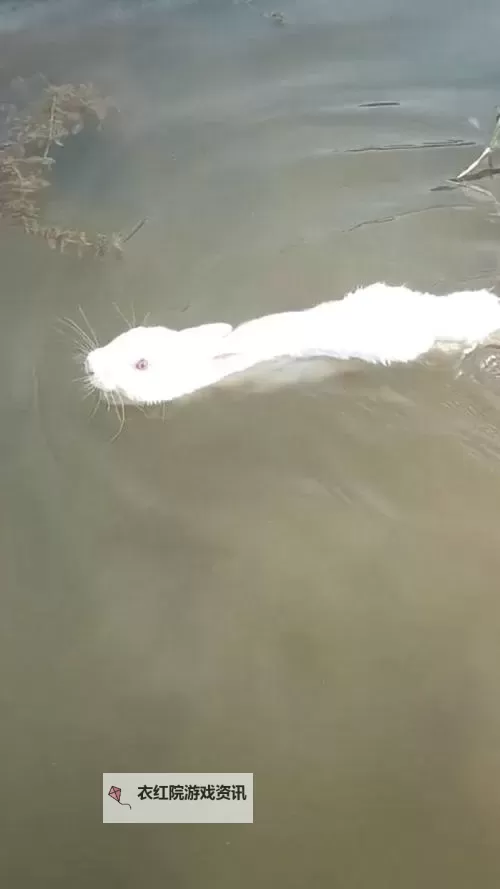 我的兔子软水好多：可爱兔子的趣味生活点滴图1