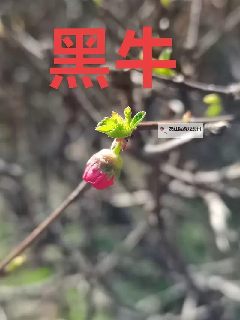 探索精彩无限:黑牛电影一区二区推荐指南图1