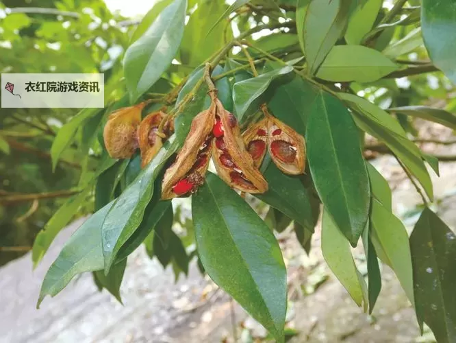 玉林红豆网：探索玉林本地文化与生活的精彩平台图1