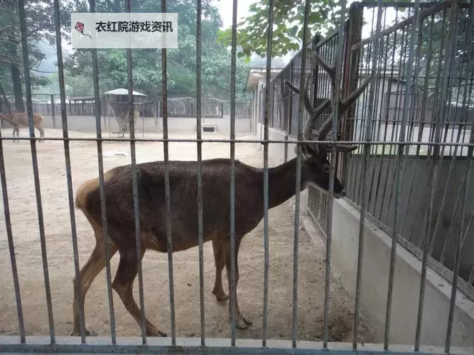 探秘中国zoo:那些令人难忘的动物奇观图1