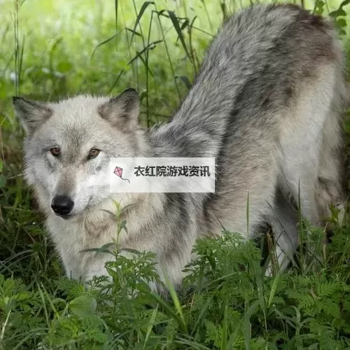 探索野狼欧美社区精品：精彩内容一网打尽图1